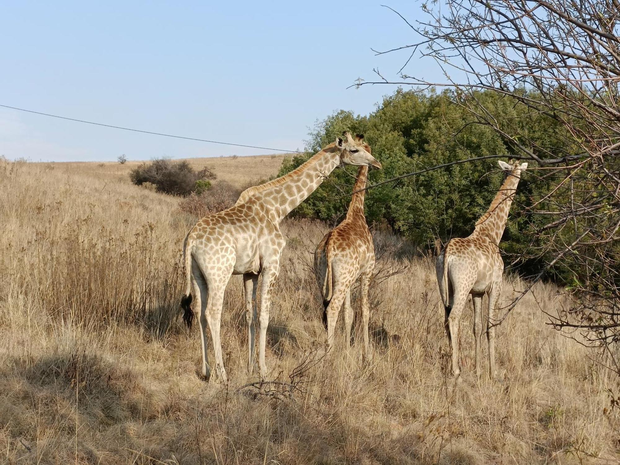 Sedgefield Lodge Witbank Ngoại thất bức ảnh
